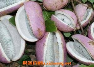 八月瓜女生可以吃吗视频,揭秘女性养生新宠