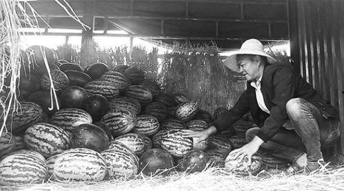 定远吃瓜群众事件视频曝光,视频曝光揭示惊人真相