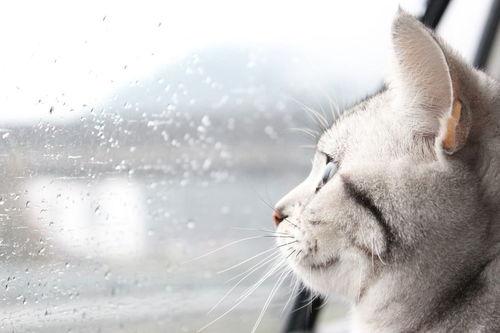 猫吃梨瓜榨汁好吗视频,揭秘猫吃梨瓜榨汁的神奇效果