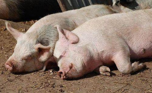 猪可以吃生角瓜吗视频教程,营养美味两不误