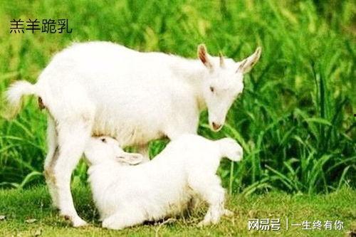 小羊的吃瓜视频在线观看,趣味横生的欢乐时光