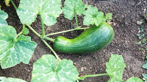 吃瓠瓜去籽吗有效果吗视频,视频揭示去籽真相