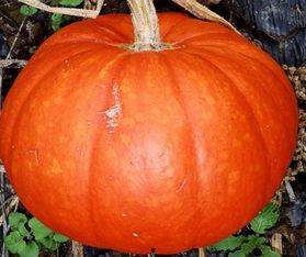 拉瓜不熟可以吃吗视频,揭秘拉瓜的独特口感与食用技巧