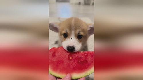 幼犬可以吃生瓜吗图片视频,图片视频解析