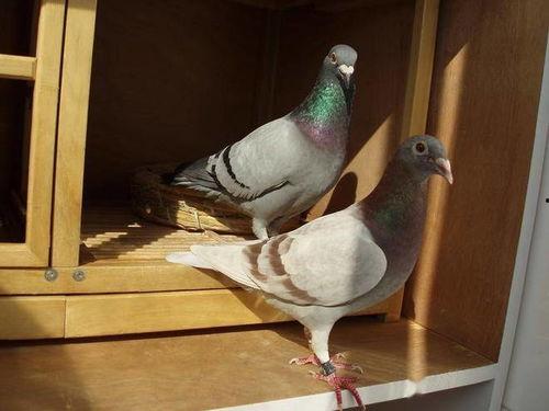 网红吃瓜鸽子视频在线观看