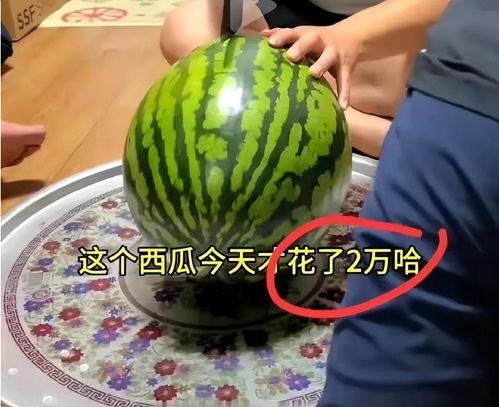 韩国人吃釜山蜜瓜视频播放