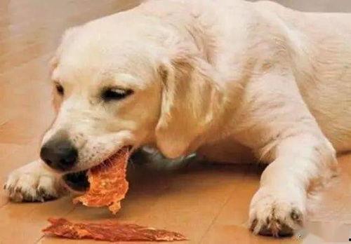 吃瓜狗狗吵架视频,一场欢乐的争吵秀