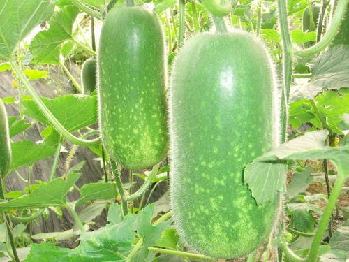 吃茄瓜的视频素材大全