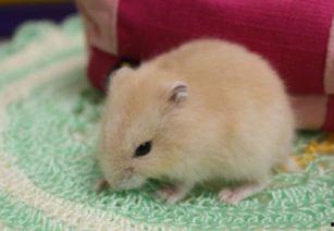 仓鼠可以吃博洋瓜吗视频,博洋瓜的适宜性探讨