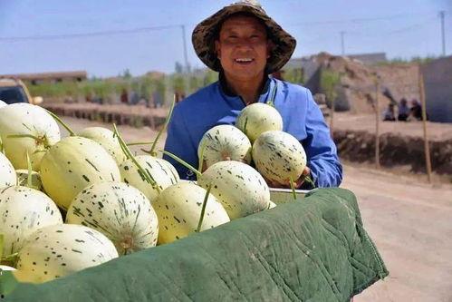 大名县吃瓜事件视频,一场引发热议的网络风波