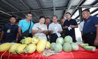 上午吃瓜的视频,一场别开生面的吃瓜视频之旅