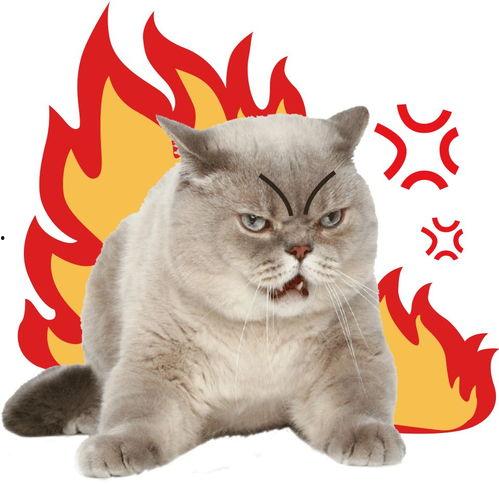 相扑猫吃瓜视频大全集,萌宠搞笑视频合集