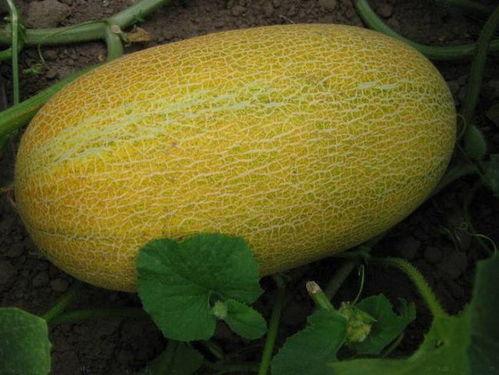 立秋有哈密瓜吃吗视频,哈密瓜丰收，美味尽享