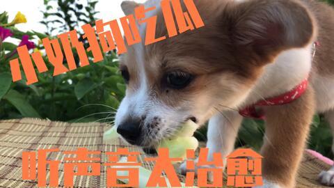小奶狗可以吃蜜瓜吗视频