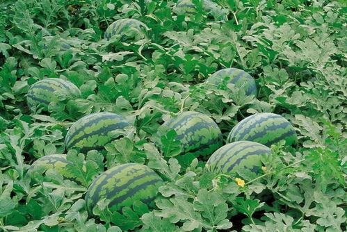 吃瓜霸王花视频大全,揭秘热门视频背后的趣味故事