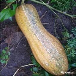 大新吃瓜视频,揭秘娱乐圈幕后故事