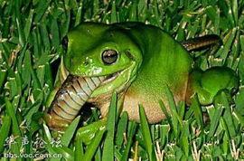 青蛙人吃瓜视频,趣味横生的网络短视频现象