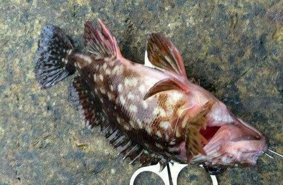 石神吃八瓜鱼视频大全集,视频大全集精彩回顾