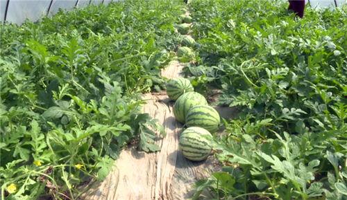 新密吃瓜最新事件视频,揭秘背后惊人真相