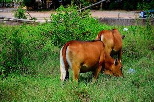 牛吃老瓜的视频大全集播放,视频大全集精彩瞬间回顾