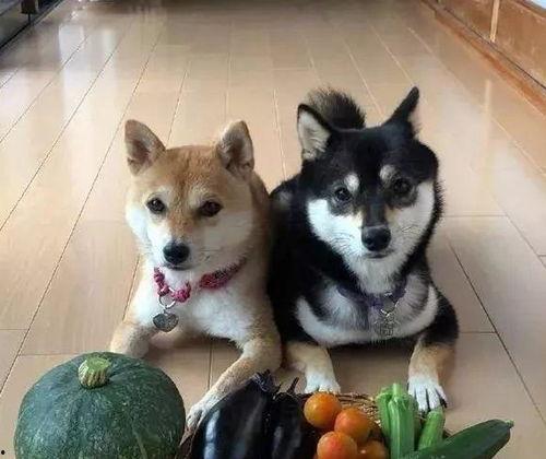 带你吃瓜的狗叫小视频,揭秘网络热梗背后的趣味与思考