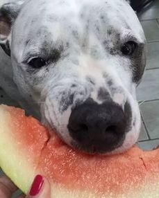 汪星人宝宝吃瓜视频大全,萌态十足！